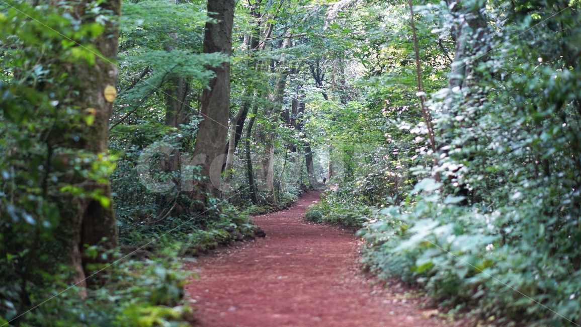 여행,travel,여행사진,국내여행,혼자여행,사진,배경사진,배경,이쁜사진,색감,색감좋은사진,제주도,제주도여행,제주,비자림,숲,숲길,비자나무,오솔길,자연,풍경,nature,landscape,path,통로