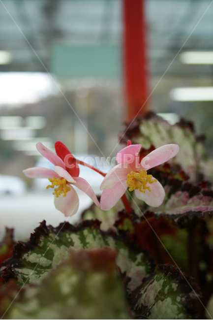 식물,flower,plants,nature,꽃,꽃봉오리,화원,식물,자연,plants,nature,꽃,flower
