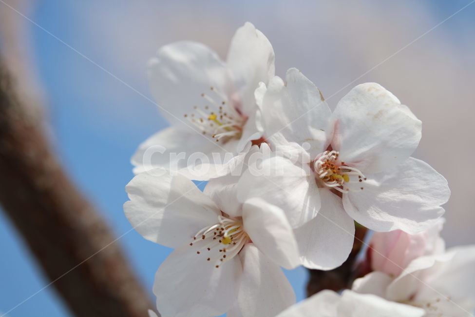 벚꽃,꽃,봄,분홍색,하얀색,갈색,계절,색깔,식물,자연,cherryblossom,pink,brown,white,flower,spring,season,color,plant,nature,봄,계절,spring,season,식물,자연,plants,nature,꽃,flower,blossom,geranium,제라늄