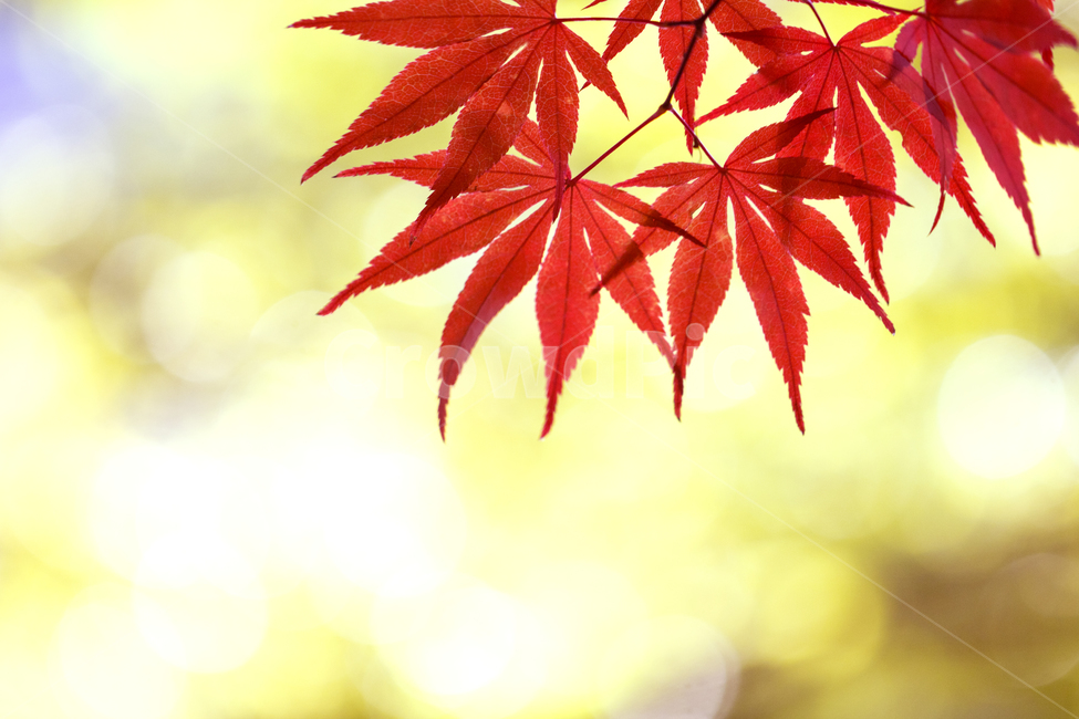 보케,가을,나들이,풍경,단풍,계절,배경,백그라운드,다울,나뭇잎,잎,가을,계절,fall,autumn,season,식물,자연,plants,nature,plant,leaf,tree,나무