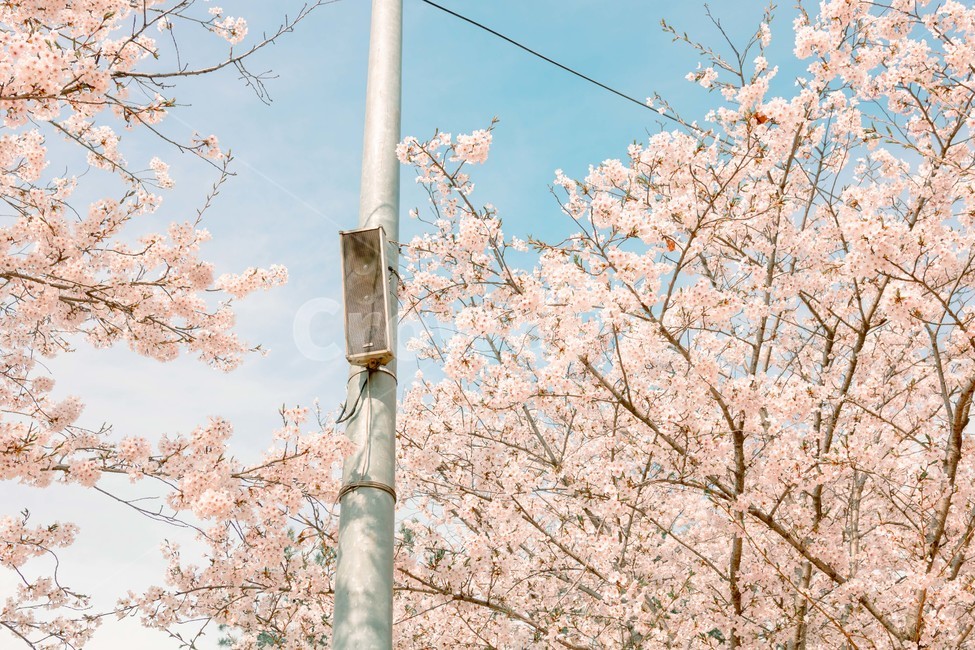봄,벚꽃,감성,낭만,따뜻함,봄날,여의도,따스함,포근함,4월,식물,자연,plants,nature,꽃,flower,나무,trees,wood