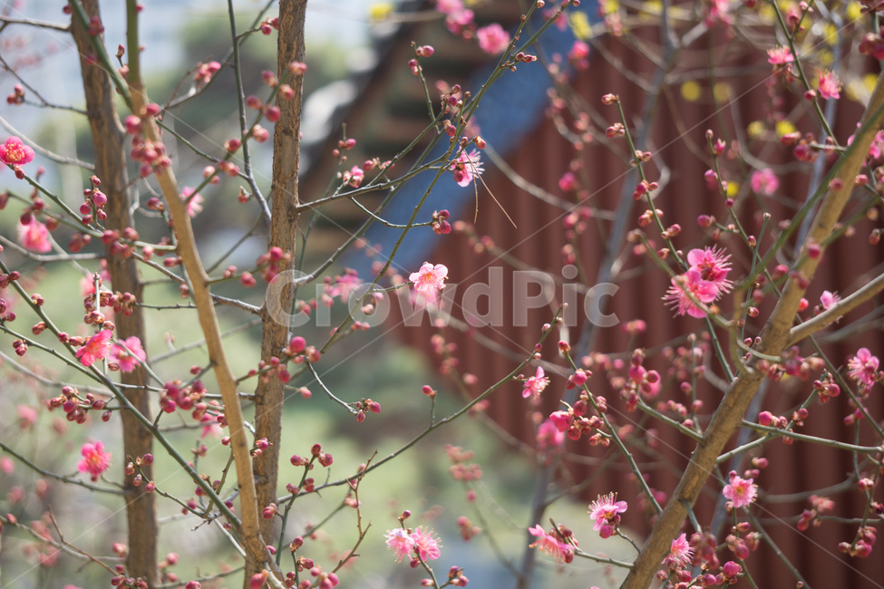 홈매화,봄날,봉은사,감성사진,스냅,봄,계절,springseason,식물,자연,plants,nature,꽃,flower,봄,계절,spring,season,식물,자연,plants,nature,꽃,flower,plant
