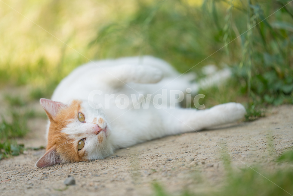 cat,고양이,animal,동물,길고양이,누운구양이,고양이애교,동물,animal,포유류,mammal,고양이,cat,kitten,kitty