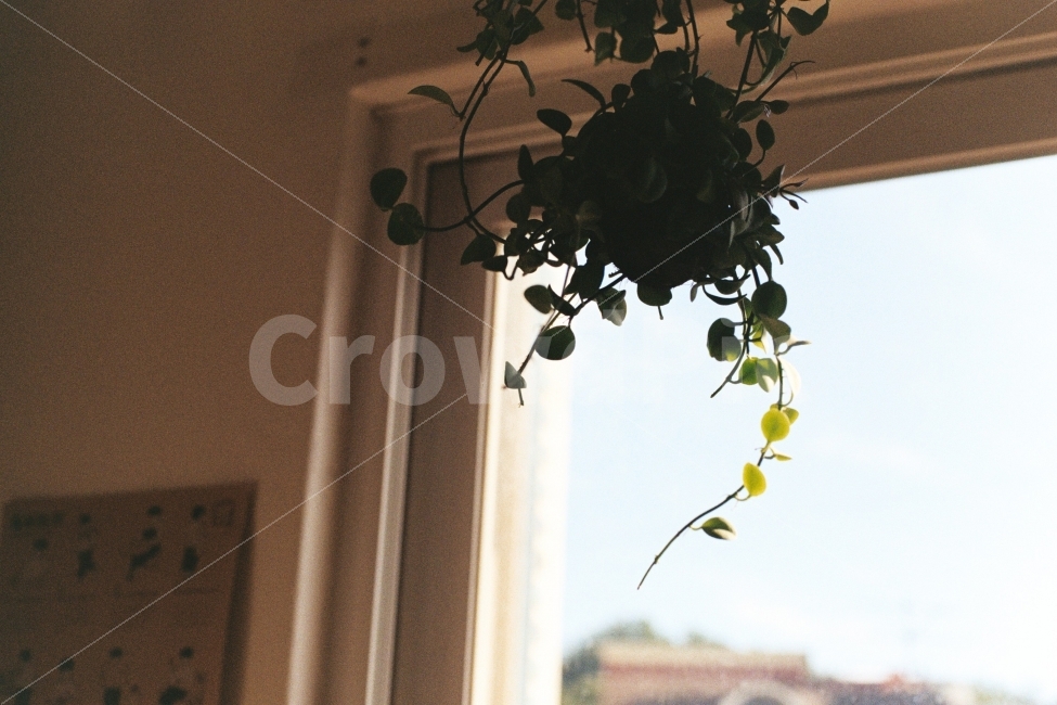 식물,인테리어,실내,오후,그림자,실내디자인,interiordesign,filmphotography,감성,식물,자연,plants,nature,감성,sensible,feeling,인테리어,실내디자인,interior design