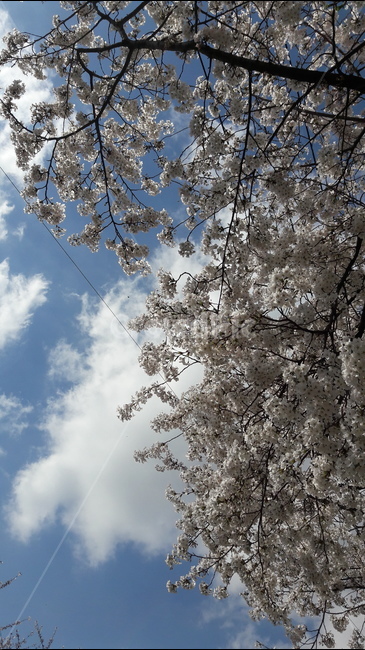 하늘,봄,아름다움,푸르름,구름,봄,계절,spring,season,식물,자연,plants,nature,꽃,flower,plant