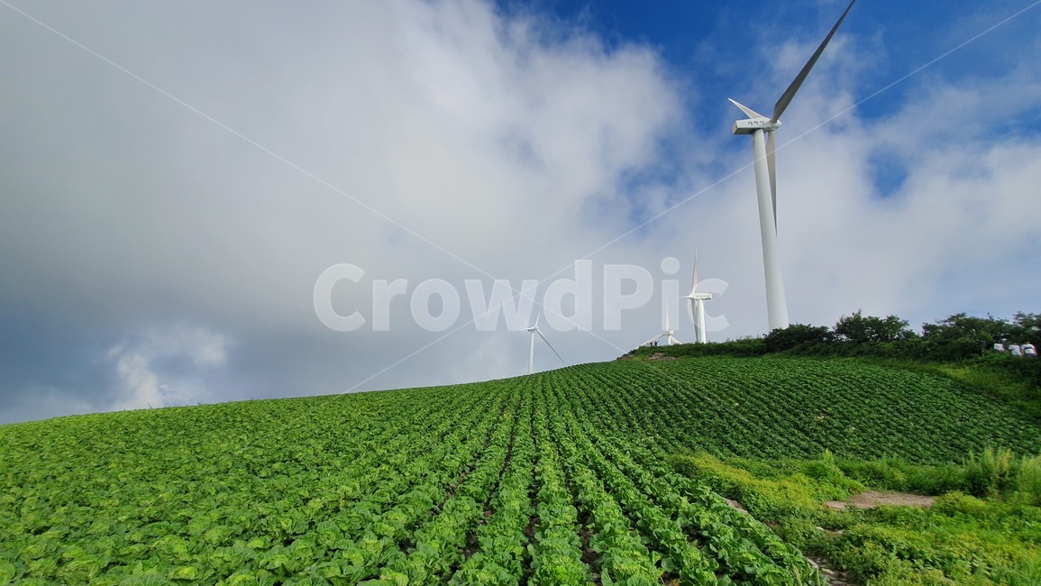 태백산,산,고냉지배추,하늘,구름,풍차,taebaeksanmountain,chinesecabbage,sky,clouds,windmill,농업,농사,agriculture,farming,farming industry,에너지산업,energy industry,engine,엔진,motor,모터,machine,기계