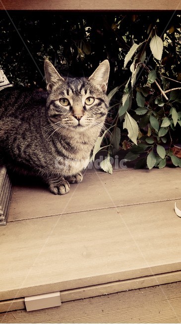 고양이,새끼,동물,자연,큐트
