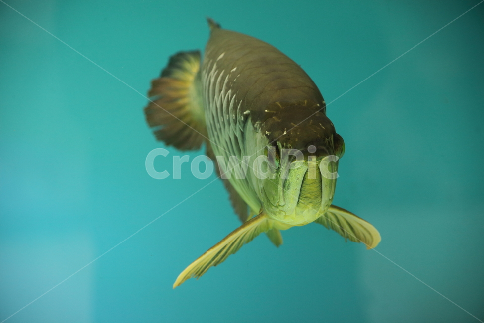 아로아나,아로와나,열대어,물고기,arowana,tropicalfish,동물,animal,어류,물고기,fish