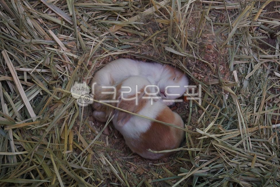 love,serenity,rabbit,2 rabbits,Hug,hug,animal Farm