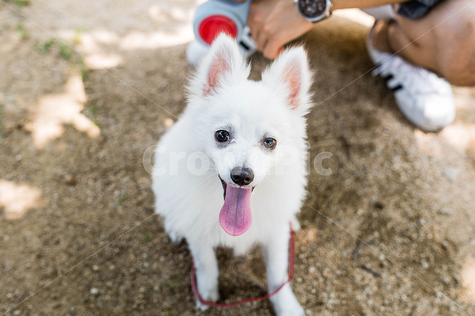 강아지,개,반려견,흰색가,하얀개,교감,동물,산책,강아지산책,동물,animal,포유류,mammal,개,강아지,dog,doggy