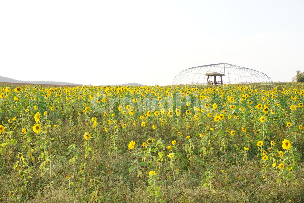 field,꽃밭,언덕,해바라기,코스모스,들,grassland,자연,식물,농촌,countryside,nature,plant,식물,자연,plants,nature