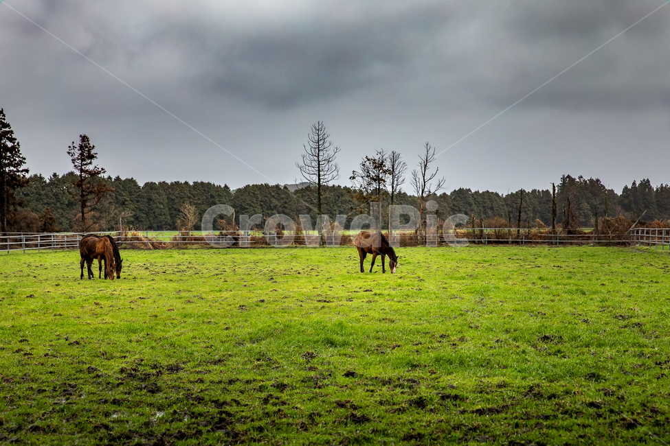 자연,풍경,동물,말,하늘,구름,초원,목장,제주도,제주,nature,landscape,animal,horse,sky,clouds,자연,풍경,nature,landscape,한국자연풍경,한국자연경관,korea nature landscape,제주도,jeju,jeju island,동물,animal,포유류,mammal,산업,industry,industrial,목축업,목장,livestock farming,ranching,pasture,field,들,grassland,목초지,outdoors,옥외,rural,농촌,farm,농장,meadow,ranch