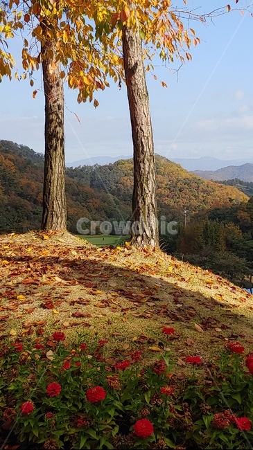 가을언덕,가을산,단풍,가을풍경,나무,낙엽,tree,식물,가을,계절,fall,autumn,season,plant