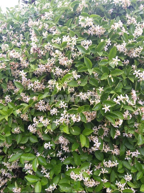 garden tree,patterned white flowers,evergreen vine tree,nature,tree,white light,white wisteria,flower,bonsai,White,Jasmine,plants,plant,vine