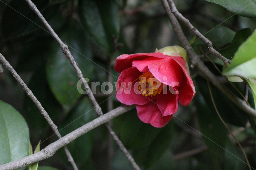 plant,식물,blossom,꽃,flower,pollen,화분,동백,camellia