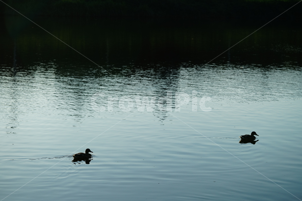 오리,새,생물,동물,duck,bird,생명,water,물,outdoors,옥외,동물,animal,조류,새,birds