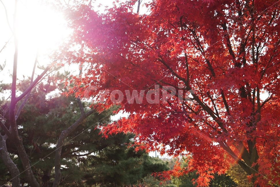 maple,단풍나무,tree,나무,leaf,가을,계절,fall,autumn,season,식물,자연,plants,nature,plant,단풍,잎