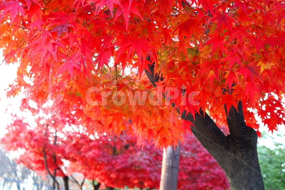 단풍,단풍나무,나무,식물,가을,자연,가을,계절,fall,autumn,season,식물,자연,plants,nature,나무,trees,wood,plant,leaf,잎,tree,maple