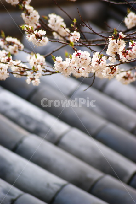 plant,식물,벚꽃,기와,blossom,봄,계절,spring,season,식물,자연,plants,nature,꽃,flower