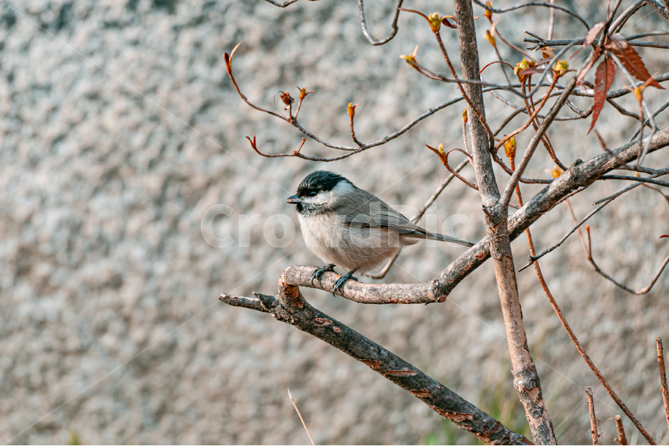 참새,새,동물,sparrow,bird,animal,동물,animal,조류,새,birds