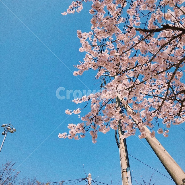 벚꽃,축제,봄,꽃,blossom