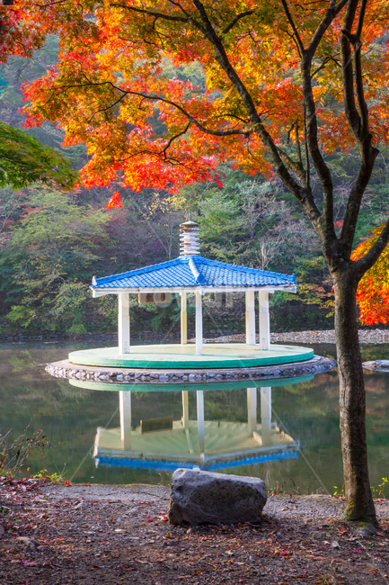 자연,풍경,경관,계절,가을,단풍,단풍길,낙엽,추경,만추,울긋불긋,단풍나무,나무,공원,절,사찰,내장사,내장산,산,국립공원,정자,팔각정,물,호수,연못,도솔천,반영,우화정,청기화,안개,아침,leaf,잎,식물,plant,전망대,gazebo,징검다리,돌다리