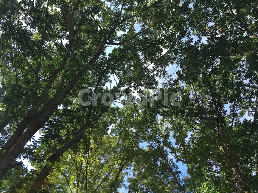 숲,forest,초록색,나무,tree