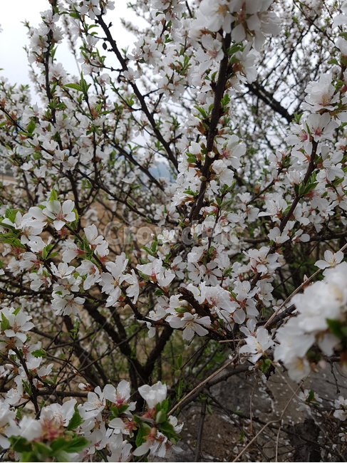 앵두꽃,봄꽃,봄,하얀꽃,만개,봄날,식물,자연,plants,nature,꽃,flower