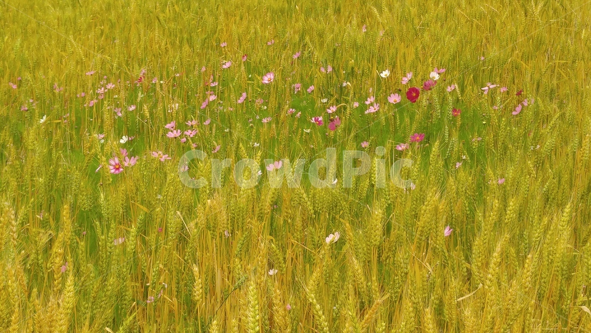 밀밭,코스모스,가을,풍경,공존,밀,식물,자연,plants,nature,꽃,flower