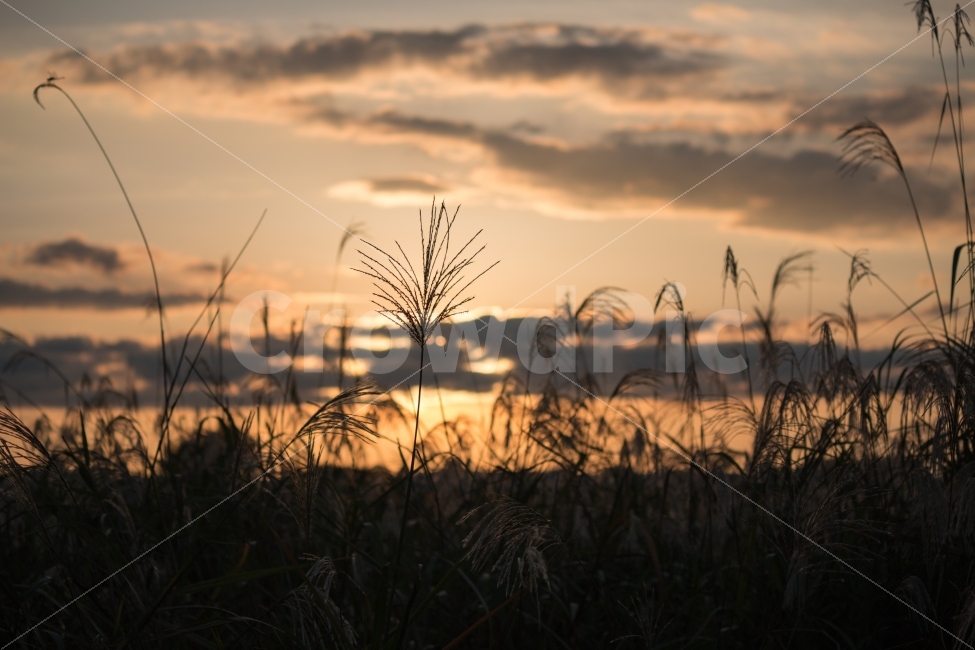 풍경,억새,갈대,노을,산책,가을,일몰,sunset,자연,풍경,nature,landscape,가을,계절,fall,autumn,season,감성,sensible,feeling,grass,잔디,plant,식물,lawn