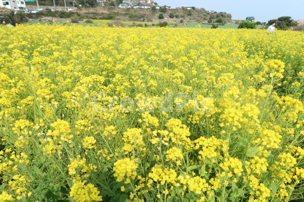 유채꽃,노란꽃,제주도,제주,꽃,제주도꽃,봄꽃,field,들,plant,식물,outdoors,옥외,flower,jeju,jejuisland,yellow,yellowflower,nature,자연