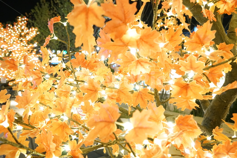 단풍,나무,나무조명,led나무,단풍나무,식물,자연,plants,nature,나무,trees,wood