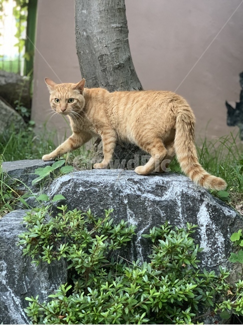 astraycat,stray cat,cat,alleycat,yellow,animal,Yellowy