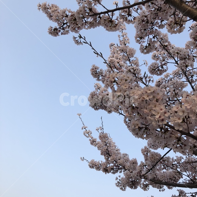 봄,꽃,봄풍경,벚꽃,벚꽃사진,풍경사진,하늘,감성사진,봄,계절,spring,season,식물,자연,plants,nature,꽃,flower,plant,blossom,cherry blossom