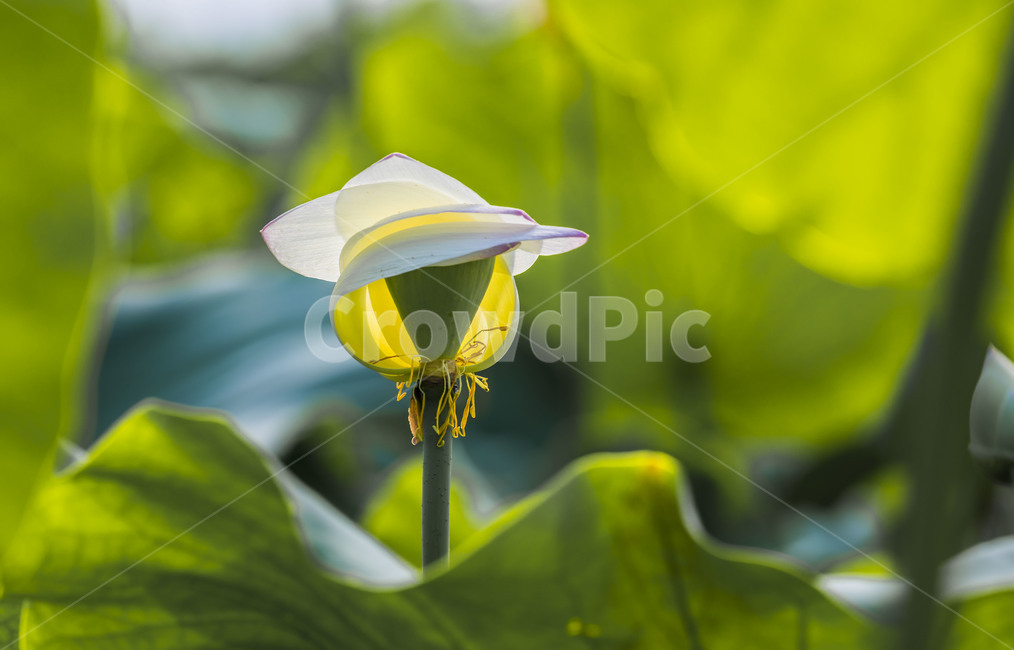 연잎,연,식물,감성,자연,관곡지,습지,연꽃,식물,자연,plants,nature