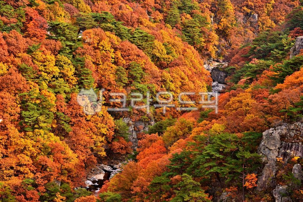 internal calculation,tree,Mansan Red Leaf,red,rock,mountain,plant,maple,Bogyeongsa County Park,autumn,Maple