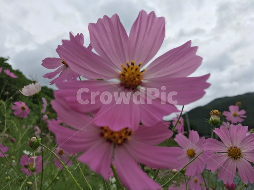 꽃,근접,자연,식물,흐린날,식물,자연,plants,nature,꽃,flower