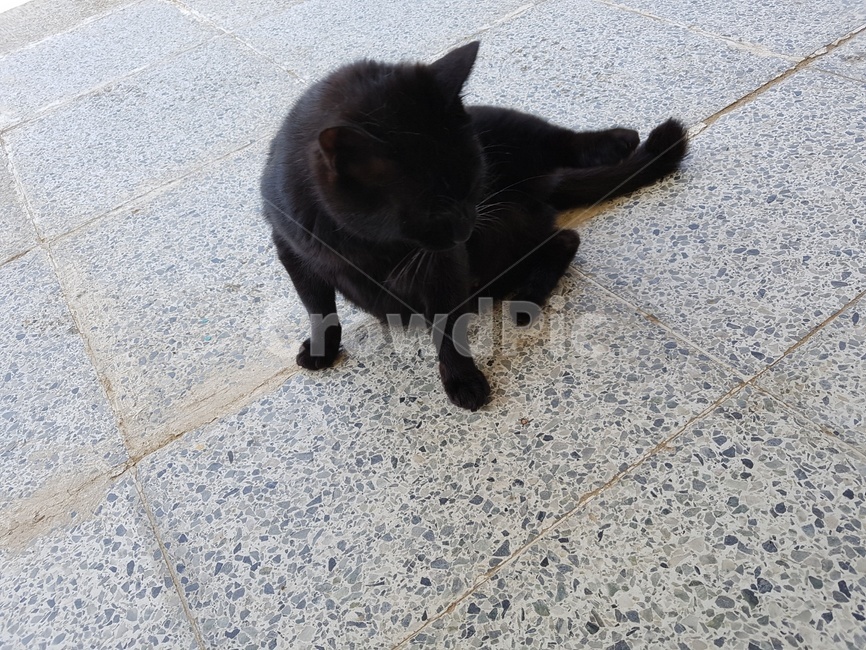 animal,mammal,동물,포유류,pet,고양이,cat,애완동물,검정고양이,까만고양이,길고양이,동물,animal,포유류,mammal,고양이,cat,kitten,kitty
