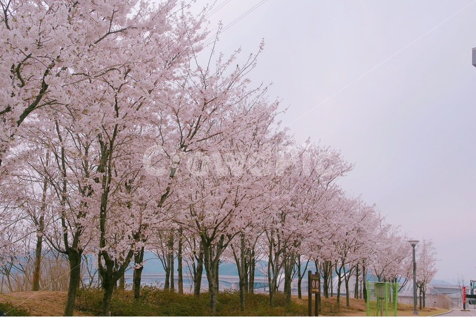 벚꽃,봄,blossom,꽃,flower,plant,식물,pink,분홍색,spring,꽃길