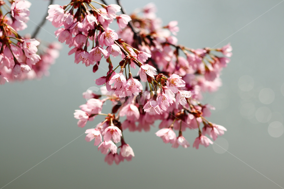 봄,봄날,봄꽃,꽃,벚꽃,아름다운,식물,계절,분홍,pink,cherryblossom,spring,flowers,beautiful,season