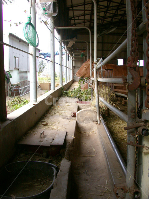 농장,귀촌,귀농,소,한우,축산업,목축업,목장,livestock farming,ranching,pasture