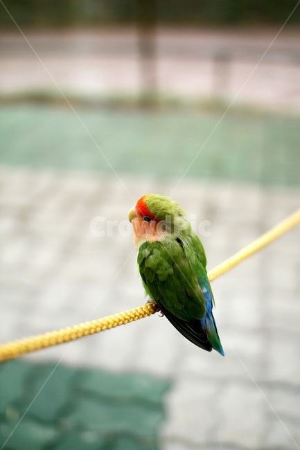 새,앵무새,자연,동물,동물원,동물,animal,조류,새,birds