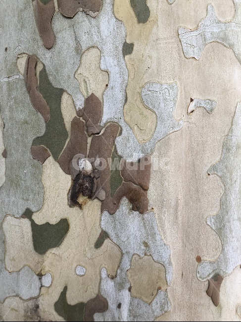 military,군,위장,군복,나무,자연,나무껍질,무늬,tree,pattern,plant,식물