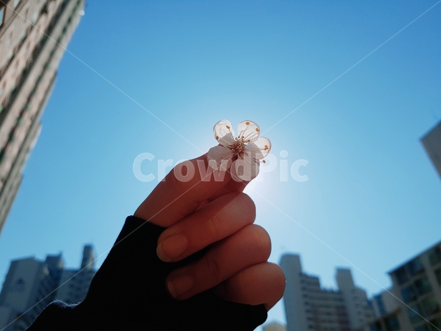 꽃,꽃잎,여자손,하늘,봄,주먹,햇빛