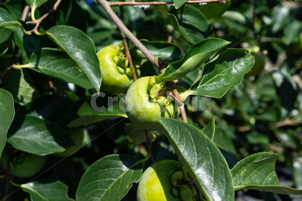 가을,감,과일,나무,가지,잎,자연,과일,열매,fruit