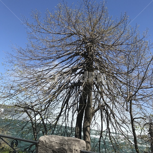 tree,nature,river,water,강,물,나무,plant,식물
