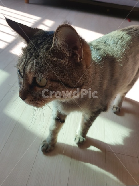 고양이,야옹이,펫,동물,반려동물,포유동물,cat,animal,pet,mammal,동물,animal,고양이,cat,kitten,kitty