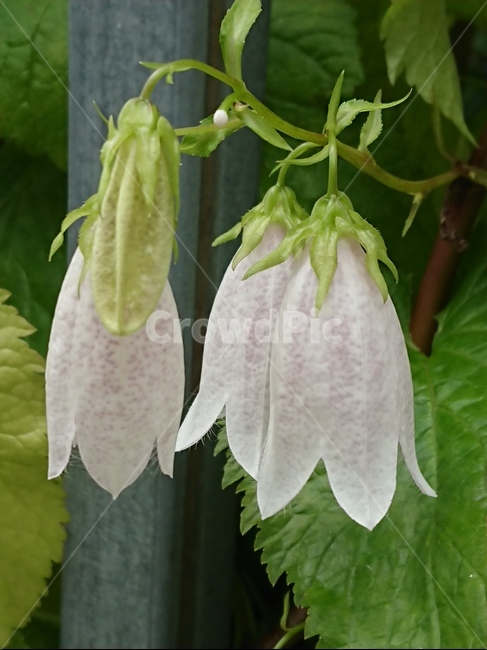 plant,식물,blossom,꽃,flower,식물,자연,plants,nature,꽃,flower