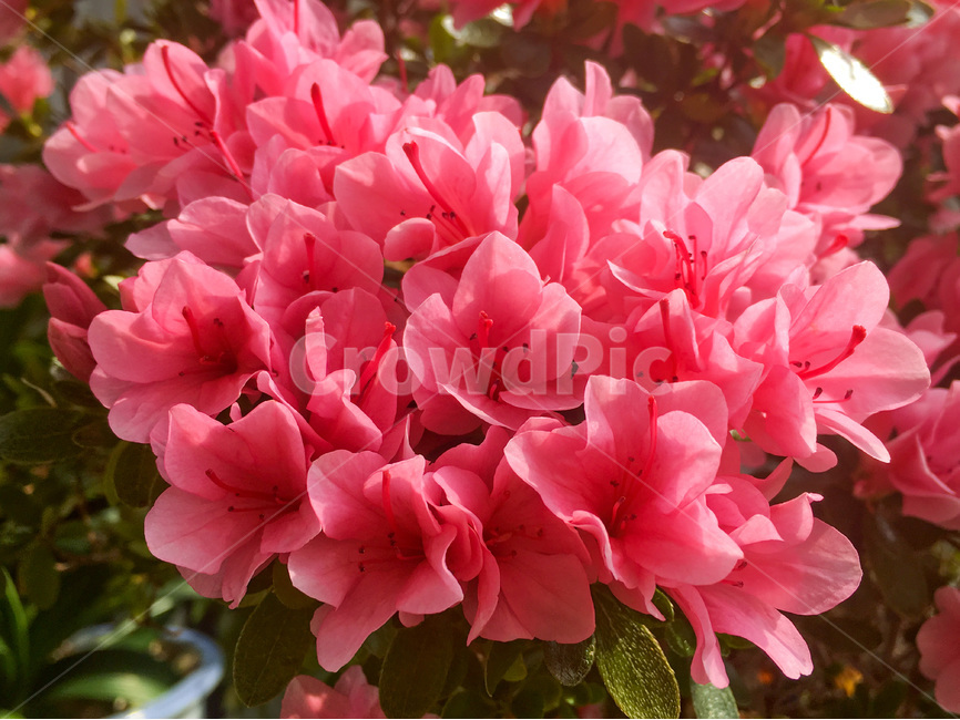 영산홍,꽃,봄,봄꽃,spring,진달래,flower,만개,식물,plant,blossom,화분,꽃화분,flowerpot,자연,nature,natural,꽃잎,petal,핑크,핑크색,pink,satuki,azalea,azaleaflowers,정원,garden,원예,horticulture,gardening,beautiful,풍경,landscape,한국,korea,아시아,asia,봄,계절,spring,season,식물,자연,plants,nature,꽃,flower,geranium,제라늄