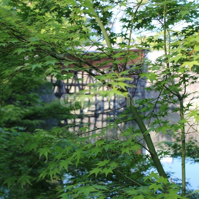 풀,나무,다리,일본,호수,물,궁궐,궁,와카마야현,일본배경,일본다리,추상,배경,감성,색채,색감,색상,식물,자연,plants,nature